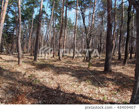 Forest 48409407