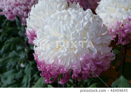 Okiku Hana的語言是“我從心底愛你” 48409645