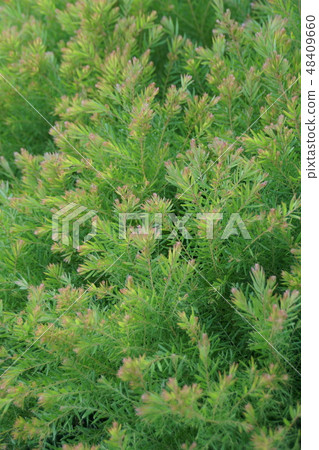 Tea tree Melareuca is a "powerful ally" 48409660