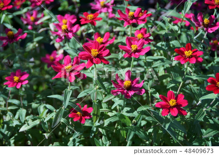 Hyakusoujini Profusion Flower language "Shinobu a deceased friend" Hyakusoujini Profusion Flower language "Shinobu a deceased friend" 48409673