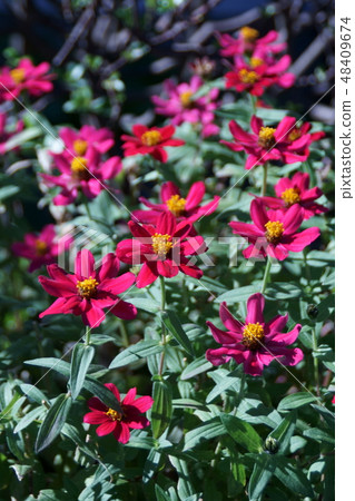 Hyakusoujini Profusion Flower語言“Shinobu已故朋友” 48409674
