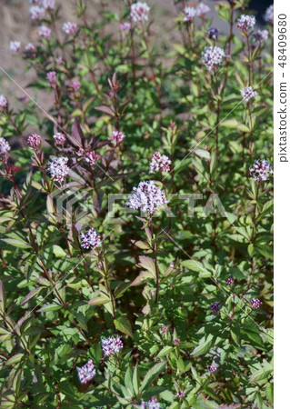 Fujikama Fuji Bakama It is a seven herb of autumn. 48409680