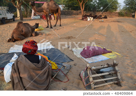 駱駝男性生活與駱駝人群聚集在印度拉賈斯坦邦的普什卡沙漠 48409864