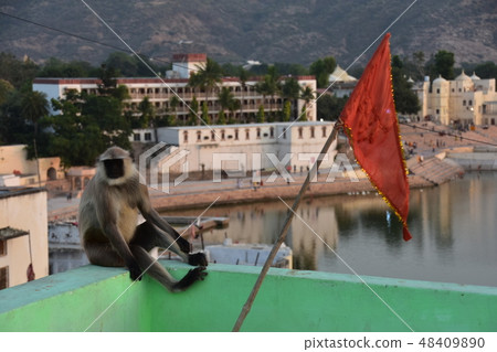 Indian Pushkar Beautiful Pushkar Lake and Hamanno · Langur of a monkey standing on the rooftop of the cityscape dwelling Indian Pushkar Beautiful Pushkar Lake and Hamanno · Langur of a monkey standing on the rooftop of the cityscape dwelling 48409890