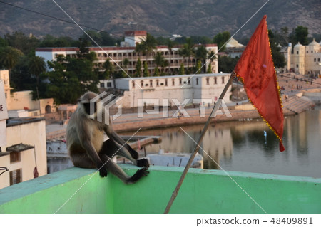 Indian Pushkar Beautiful Pushkar Lake and Hamanno · Langur of a monkey standing on the rooftop of the cityscape dwelling Indian Pushkar Beautiful Pushkar Lake and Hamanno · Langur of a monkey standing on the rooftop of the cityscape dwelling 48409891