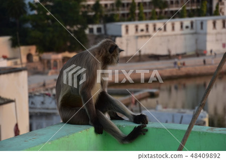 Indian Pushkar Beautiful Pushkar Lake and Hamanno · Langur of a monkey standing on the rooftop of the cityscape dwelling Indian Pushkar Beautiful Pushkar Lake and Hamanno · Langur of a monkey standing on the rooftop of the cityscape dwelling 48409892