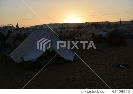 A group of camels gathering in the desert and a beautiful morning sun during camel festival once in Pushkar in Rajasthan Province, India A group of camels gathering in the desert and a beautiful morning sun during camel festival once in Pushkar in Rajasthan Province, India 48409940