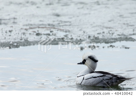 Miko Aisa漂浮在水面上 48410042