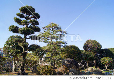 Japanese garden after pruning in winter Japanese garden after pruning in winter 48410045