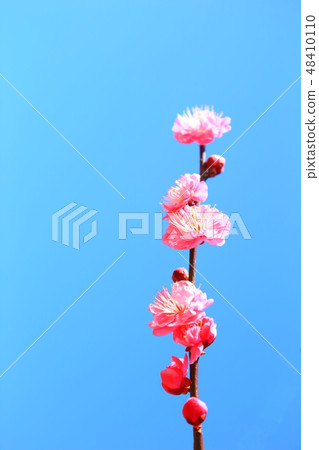 Kobai Kobai 48410110