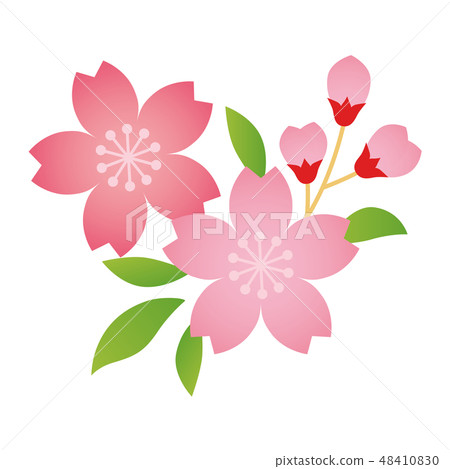 Sakura illustration 48410830