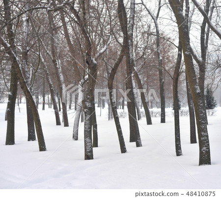 Park at winter. Park at winter. 48410875