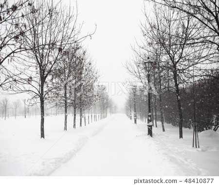 Park alley at winter. Park alley at winter. 48410877