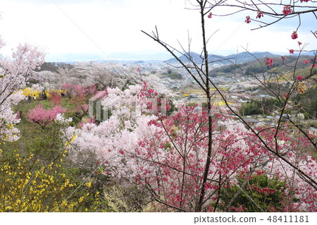 Cherry blossoms at Hanamiyama park in Fukushima prefecture Cherry blossoms at Hanamiyama park in Fukushima prefecture 48411181