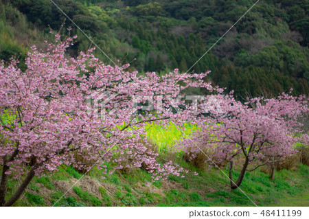 櫻花和油菜花河津櫻花和油菜花春天 櫻花和油菜花河津櫻花和油菜花春天 48411199