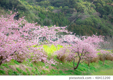 Cherry blossoms and rape blossoms Kawazu cherry tree and rape flowers Spring Cherry blossoms and rape blossoms Kawazu cherry tree and rape flowers Spring 48411200