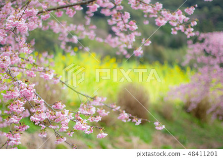 櫻花和油菜花河津櫻花和油菜花春天 48411201
