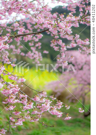 櫻花和油菜花河津櫻花和油菜花春天 櫻花和油菜花河津櫻花和油菜花春天 48411202