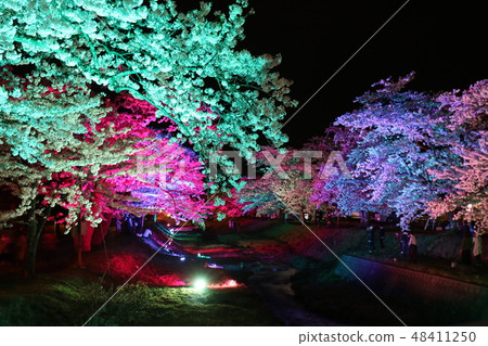 Cherry blossoms at the Kanonji River in Fukushima Prefecture Inawashiro 48411250