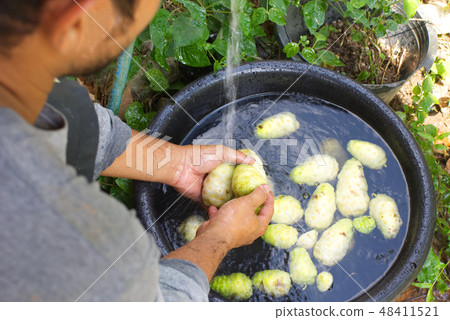 Asian man washing noni fruit in basin 48411521