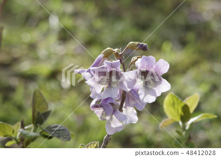 招標之花 招標之花 48412028
