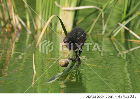 範的小妞 48412035