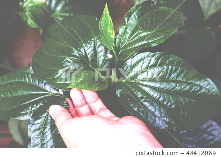 Hand touching piper sarmentosum Roxb or plant in p 48412069