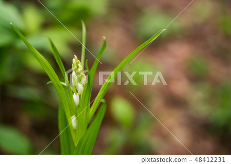 （山梨縣）Flewy Suzuranono的Ginran 48412231