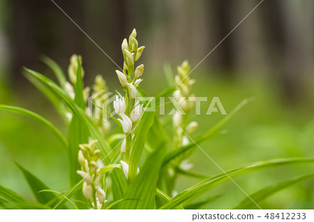(Yamanashi Prefecture) Ginran of Flewy Suzuranono 48412233