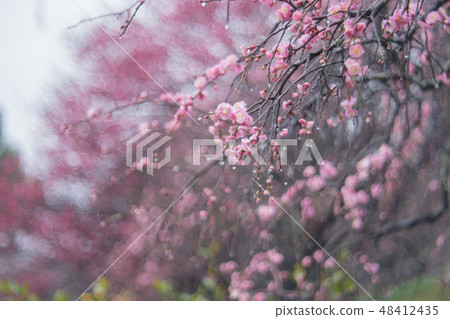 plum plum 48412435