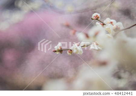 plum plum 48412441