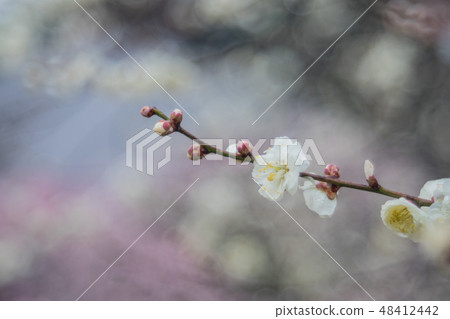 plum plum 48412442