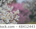plum	 48412443