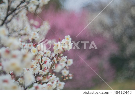 plum	 48412443