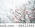 plum	 48412444