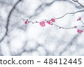 plum	 48412445