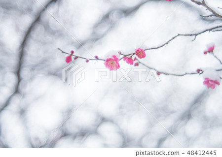 plum plum 48412445