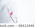 plum	 48412446