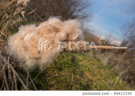 Garnish fluff Garnish fluff 48412550