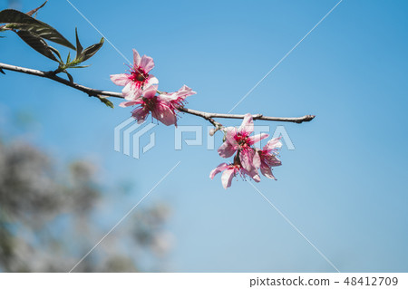 Spring blossom pink flowers In the glass And white Spring blossom pink flowers In the glass And white 48412709