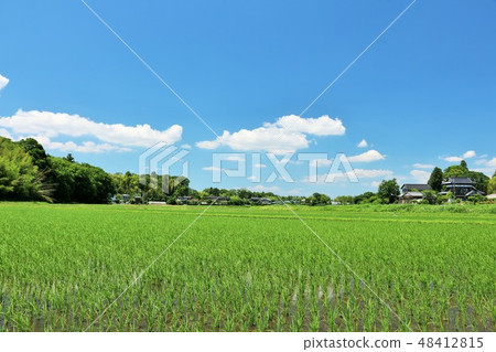 Blue sky of summer and rice field view Blue sky of summer and rice field view 48412815