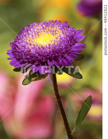 Purple aster flowers close-up view 48412822