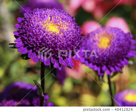 Purple aster flowers close-up view Purple aster flowers close-up view 48412824