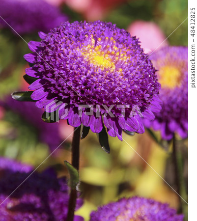 Purple aster flowers close-up view Purple aster flowers close-up view 48412825