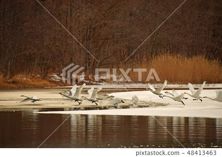 Swan in Lake Inawashiro Swan in Lake Inawashiro 48413463