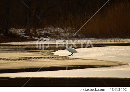 Swan in Lake Inawashiro Swan in Lake Inawashiro 48413492