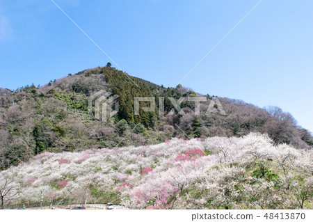 Mt. Takao Takao Umezo Kinoshita Bairin (Kesadowabirin) Mt. Takao Takao Umezo Kinoshita Bairin (Kesadowabirin) 48413870