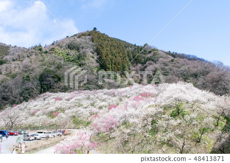 Takao Takao Umezo Kinoshita Bairin(Kesadowabirin) Takao Takao Umezo Kinoshita Bairin(Kesadowabirin) 48413871