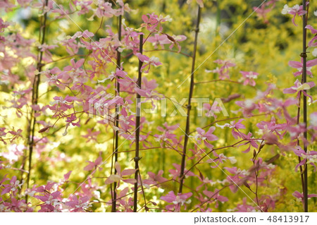 Morning Medley Sakura 48413917
