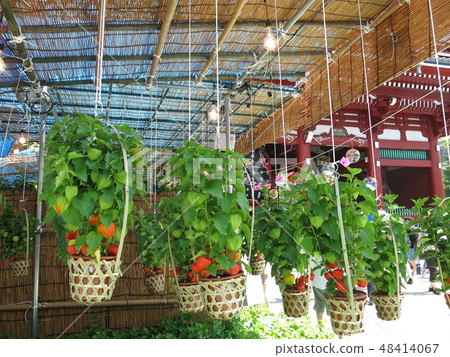 Crowning city of Asakusa Temple (Takarazumon gate · stall venue · potted planted cheeks) 48414067
